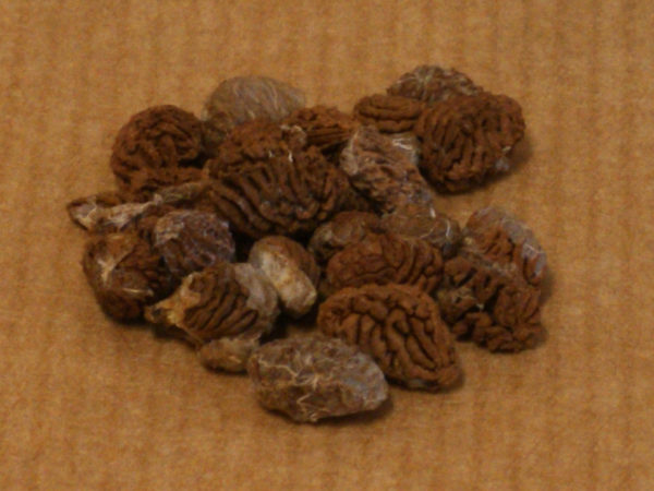 DRY IBOGA SEEDS