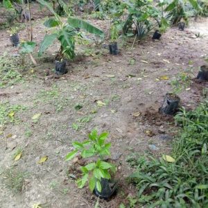 IBOGA POT NURSERY