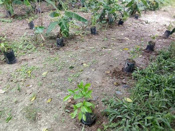 IBOGA POT NURSERY IBOGA POT NURSERY