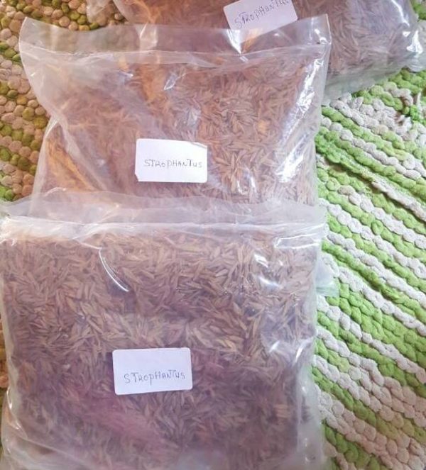 STROPHANTUS GRATUS SEEDS STROPHANTUS GRATUS SEEDS